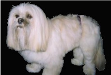 Lhasa Apso 3