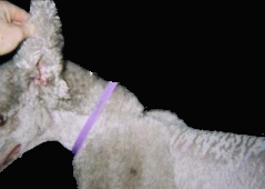 Standard Poodle 1