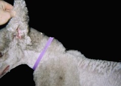 Standard Poodle 1