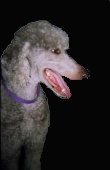 Standard Poodle 2