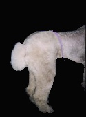 Standard Poodle 3