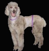 Standard Poodle 4