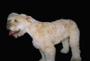 Wheaten Terrier 1