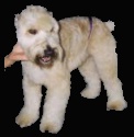 Wheaten Terrier 3