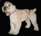 Wheaten Terrier 4